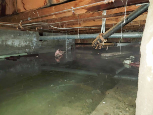 Best Water damage restoration specialists  in Ocean City, FL