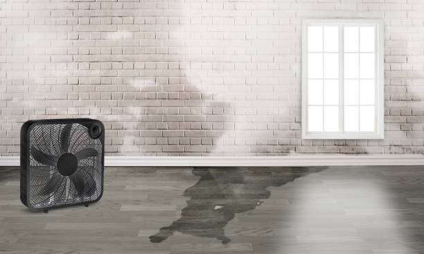 Best Ceiling water damage repair  in Ocean City, FL